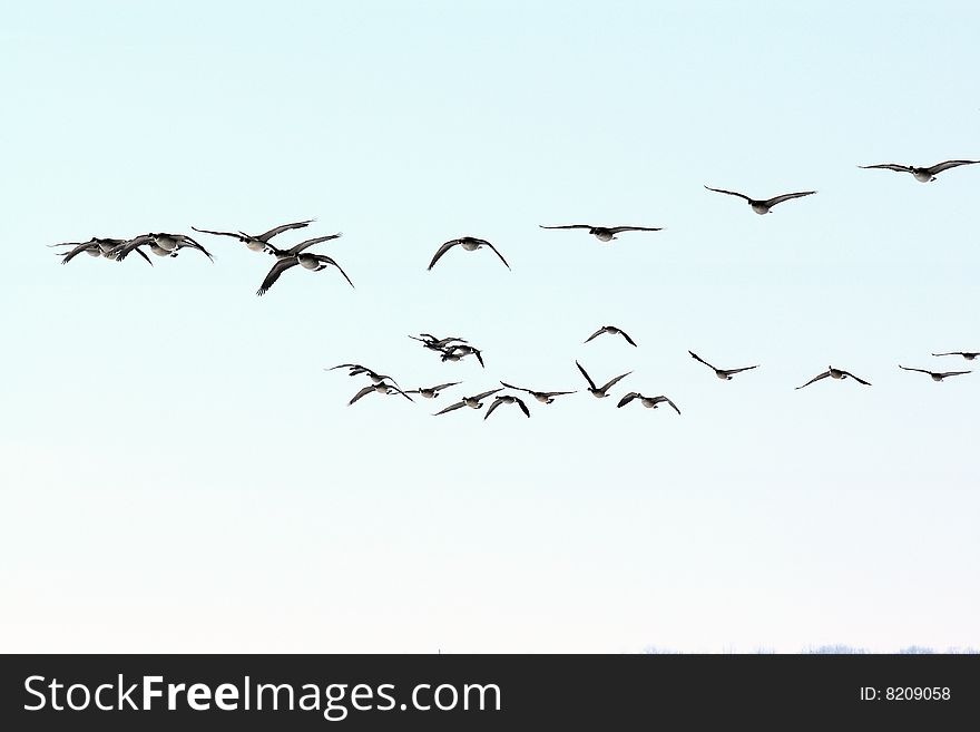 A flock of Canada geese in flight with a pale overcast winter sky as a background. A flock of Canada geese in flight with a pale overcast winter sky as a background.