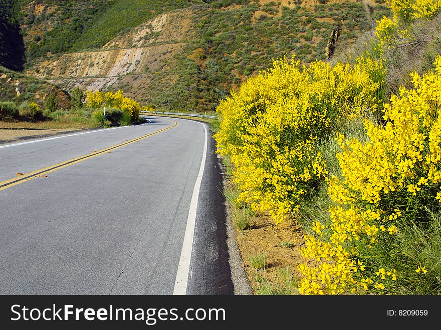 Cytisus scoparius ssp. scoparius, Scotch Broom, also called Common Broom, bushes on side of road in the California mountains. Cytisus scoparius ssp. scoparius, Scotch Broom, also called Common Broom, bushes on side of road in the California mountains