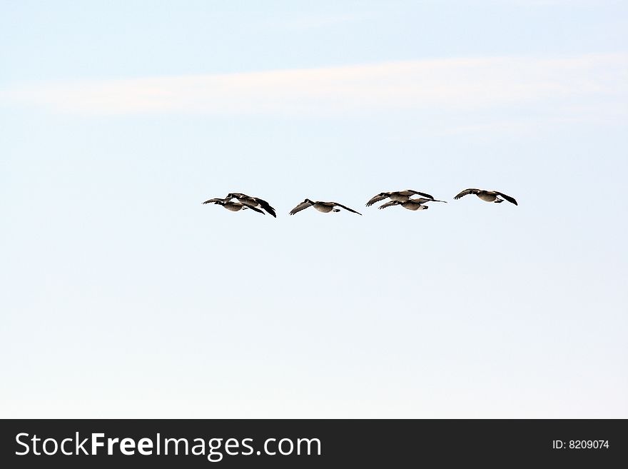 A small flock of Canada geese in flight with a pale overcast winter sky as a background. A small flock of Canada geese in flight with a pale overcast winter sky as a background.