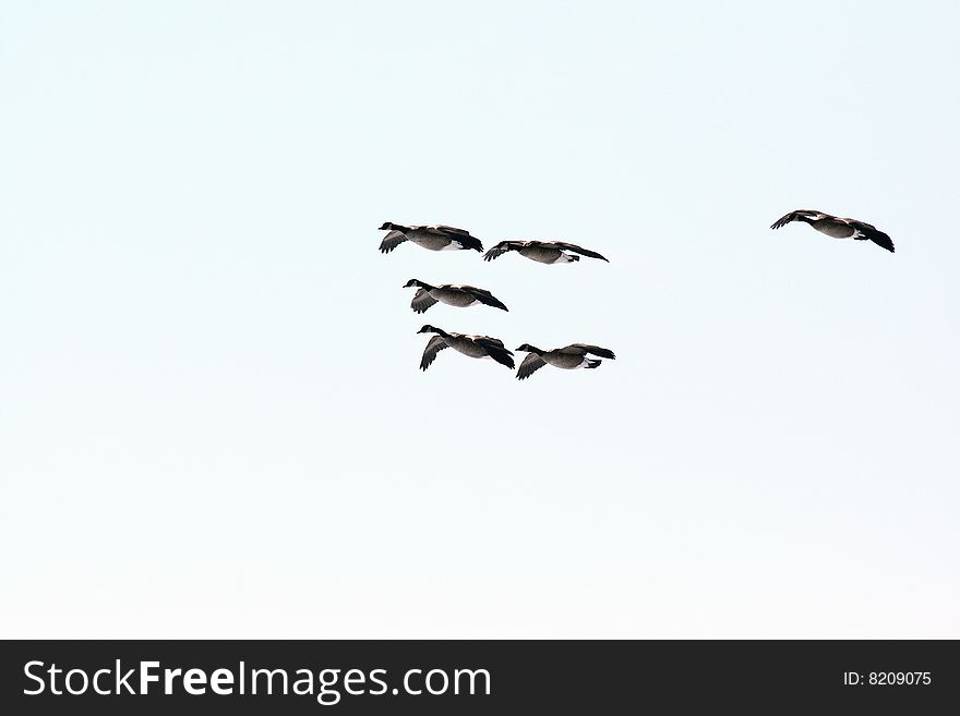 Five Canada Geese in flight on a semi-overcast winter day.
