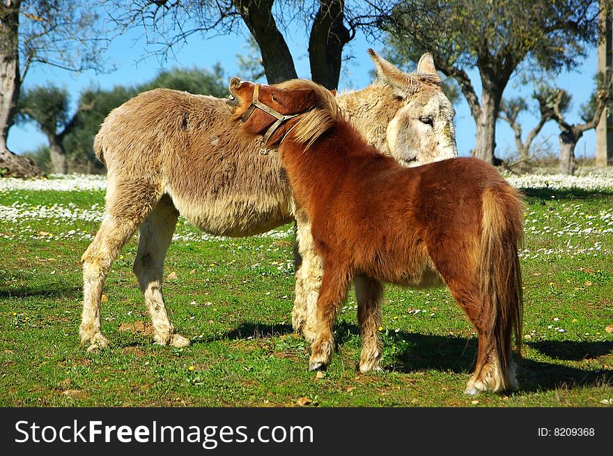 A Red poney and  donkey.