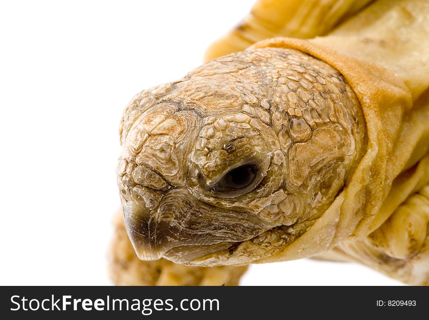 A young tortoise - Geochelone Pardalis (detail of the head)