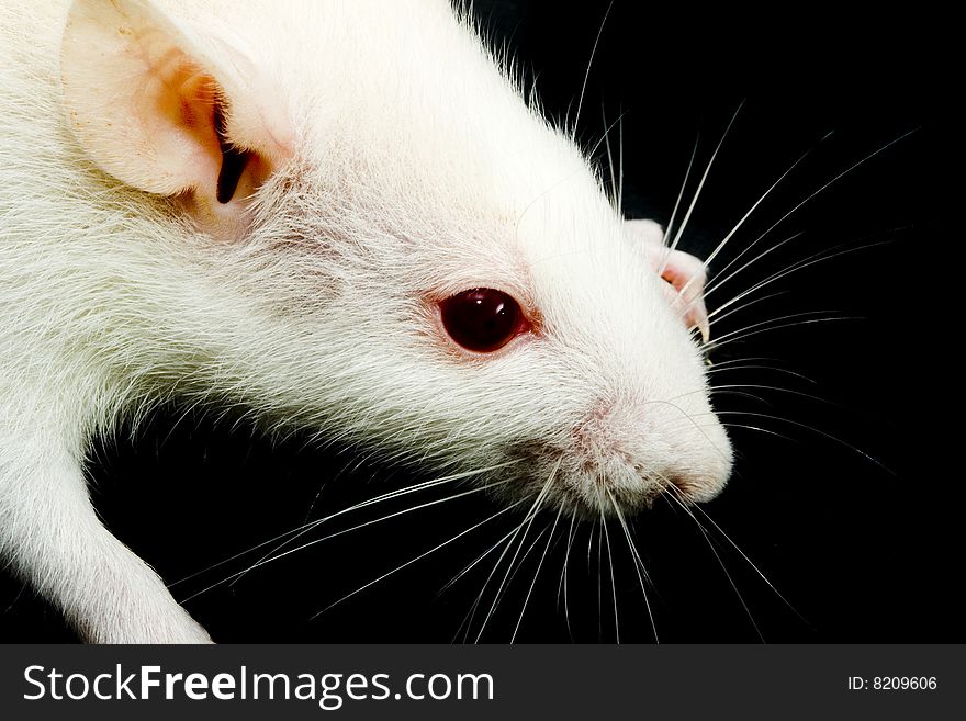 A close-up photo of a white rat with red eyes