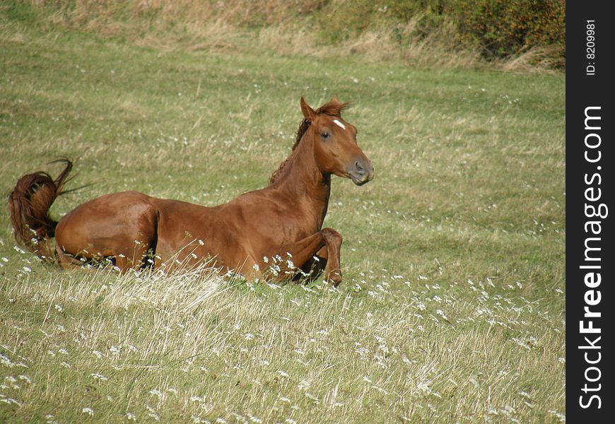 Brown big horse on green meadow