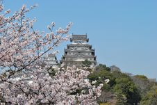 Cherry Blossoms At Himeji Castle Royalty Free Stock Photo Cherry Blossoms At Himeji Castle Royalty Free Stock Photo