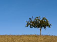 Lone Tree Against Blue Sky. Stock Image Lone Tree Against Blue Sky. Stock Image
