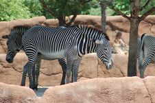 Zebra Royalty Free Stock Photography