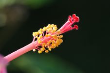 Hibiscus Stock Image Hibiscus Stock Image