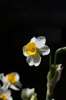Narcissus Stock Images Narcissus Stock Images