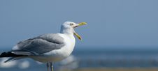 A Singing Seagull Stock Photo