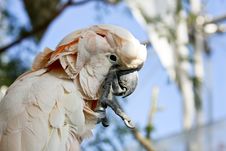 Cockatoo Stock Photos Cockatoo Stock Photos