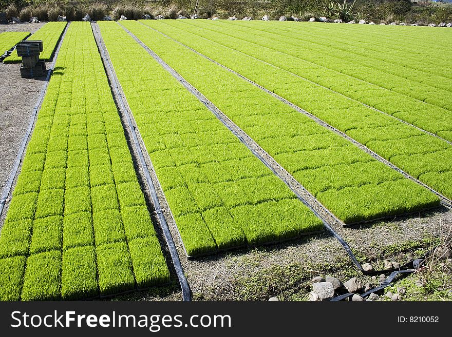 Rows on rows of rice seedling.  They are grown outside the paddy field first and then transplanted once they've grown a bit. Rows on rows of rice seedling.  They are grown outside the paddy field first and then transplanted once they've grown a bit.