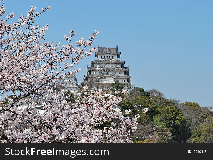 Cherry blossoms in full bloom in spring at the Himeji castle, Japan. Cherry blossoms in full bloom in spring at the Himeji castle, Japan