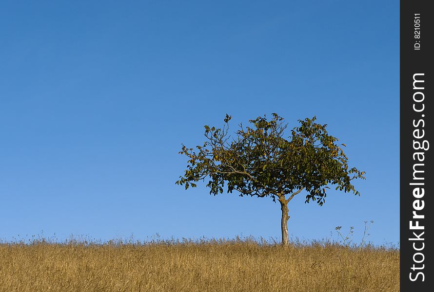 Lone tree against blue sky.