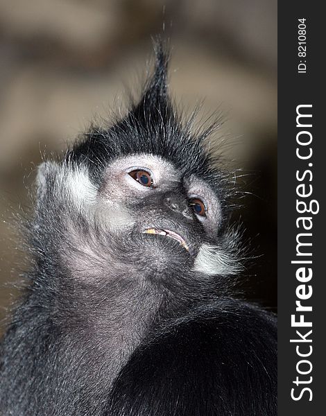 Francois' langur sits for portrait looking upward.