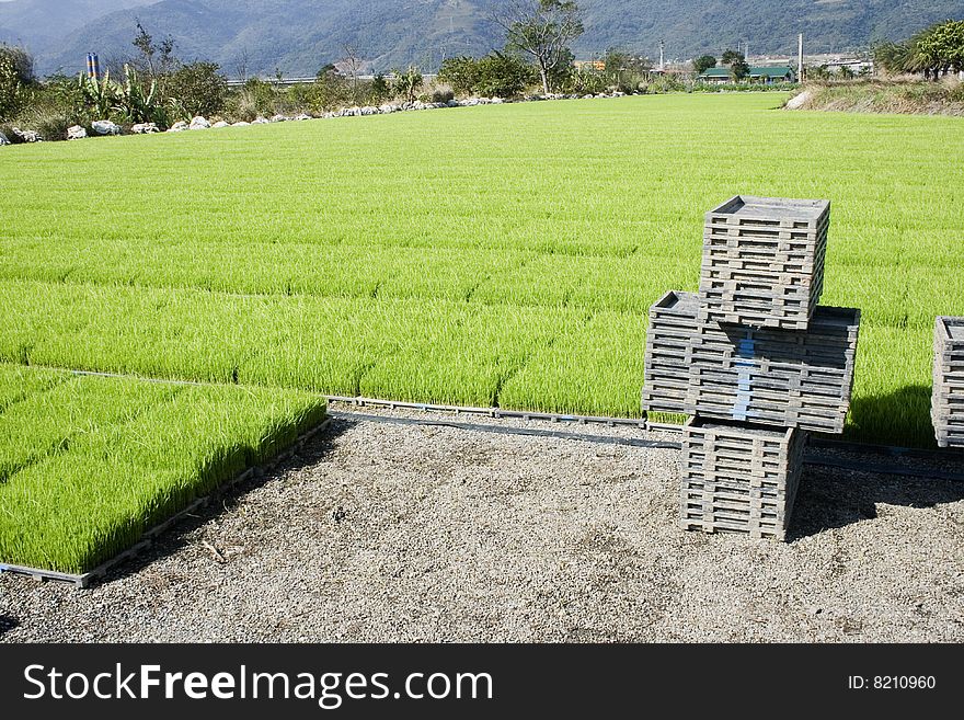 Rows on rows of rice seedling.  They are grown outside the paddy field first and then transplanted once they've grown a bit. Rows on rows of rice seedling.  They are grown outside the paddy field first and then transplanted once they've grown a bit.