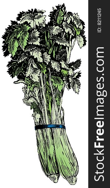 Vintage 1950s etched-style celery.  Detailed black and white from authentic hand-drawn scratchboard includes full colorization. Vintage 1950s etched-style celery.  Detailed black and white from authentic hand-drawn scratchboard includes full colorization.