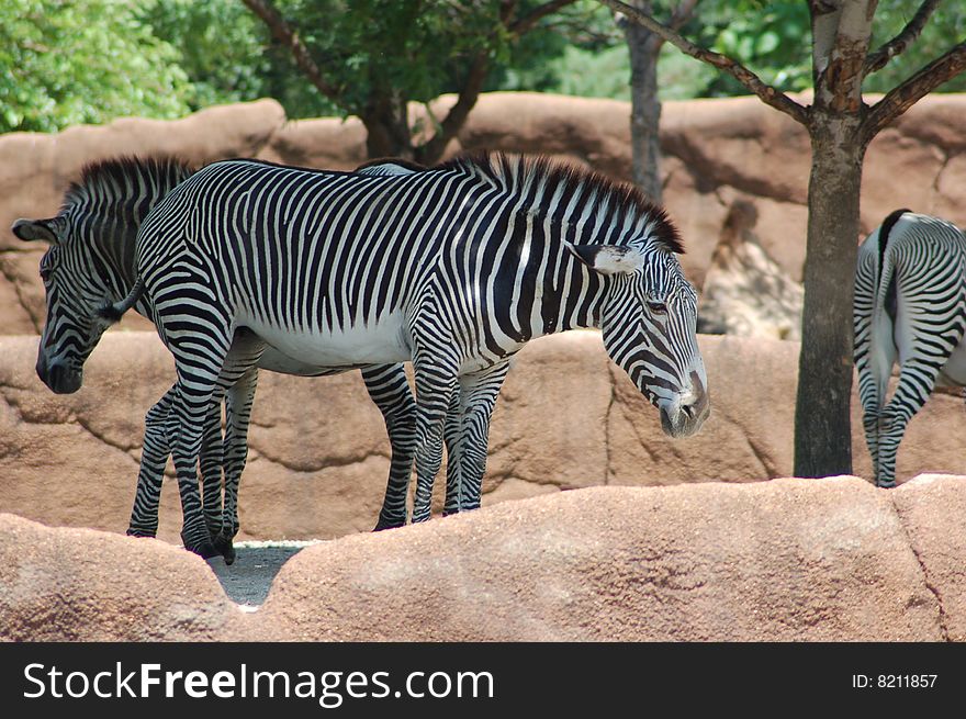 Zebra, white, black, zoo, wild life