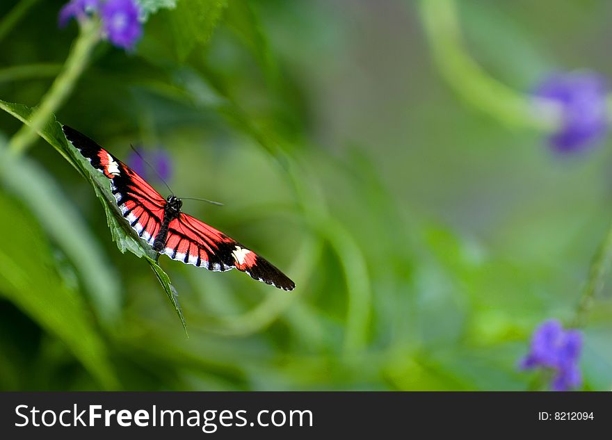 Butterfly in a Beautiful Garden