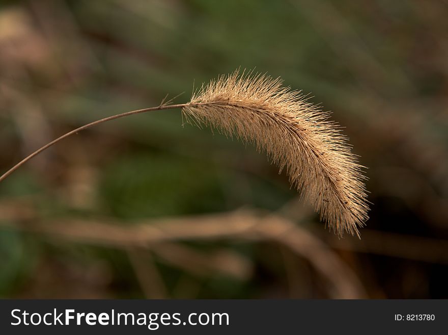 Soft details of Bristle Grass