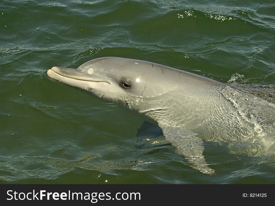 A Bottle Nose Dolphin swimming past.