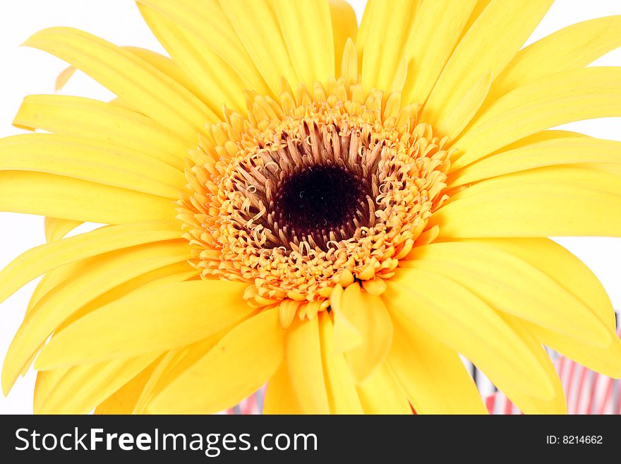 Gerber Daisy