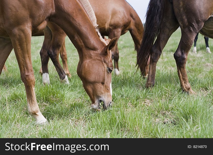 Horses Eat A Green Grass.