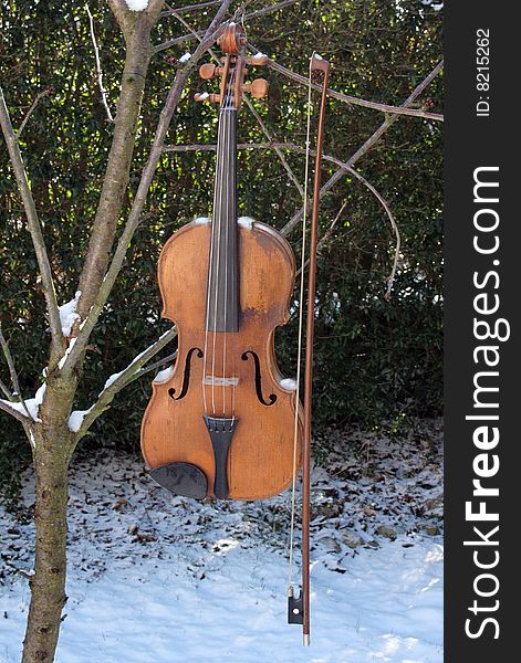 Believe or not, the fiddle tree exists.