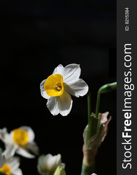 White Narcissus with black background