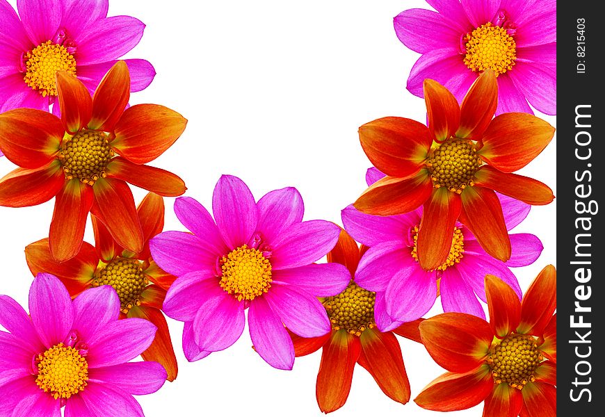 Flowers decorative with red and violet petals