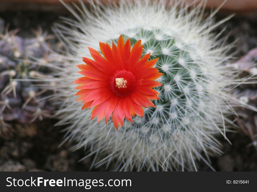 A blooming cactus plant in close-up