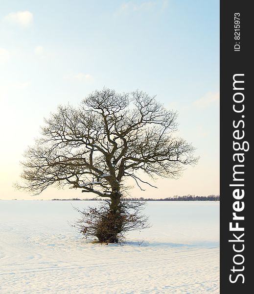 Sun shines on tree in winter landscape