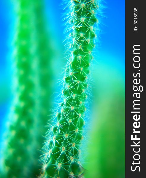 Close-up of a branch of a cactus plant