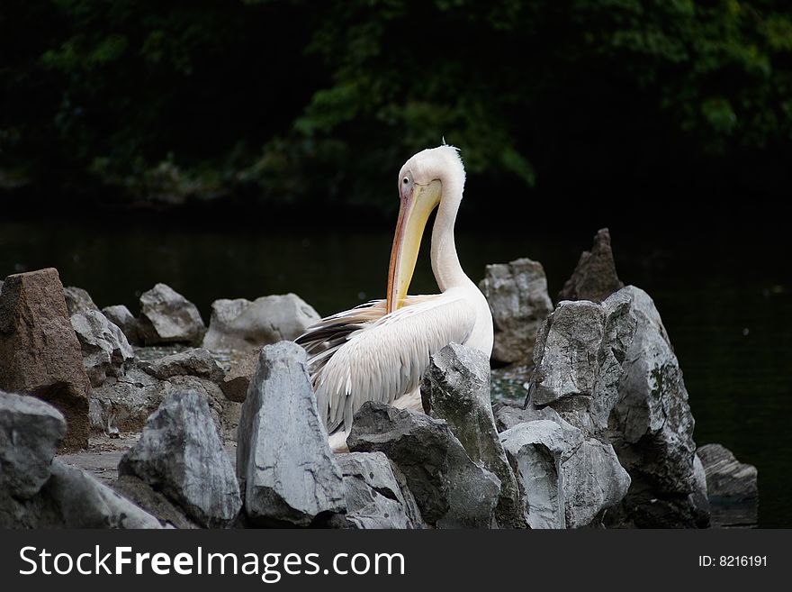 A white pelican in zoo