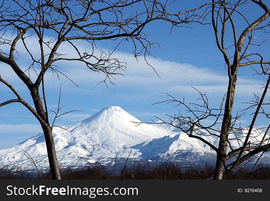 White vulcan in framing from branches tree