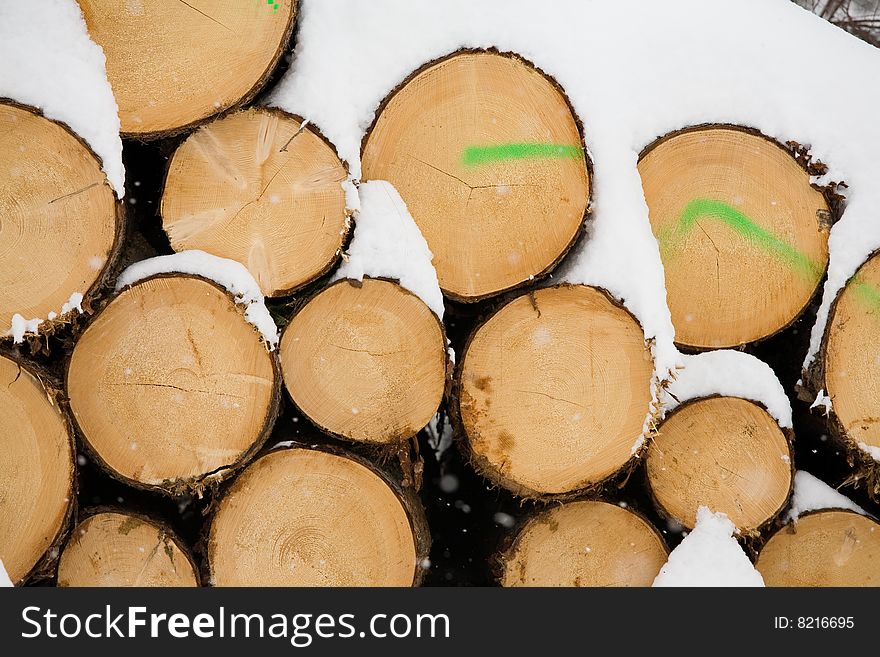 Wood trunks of spruce tree covered by snow. Wood trunks of spruce tree covered by snow.