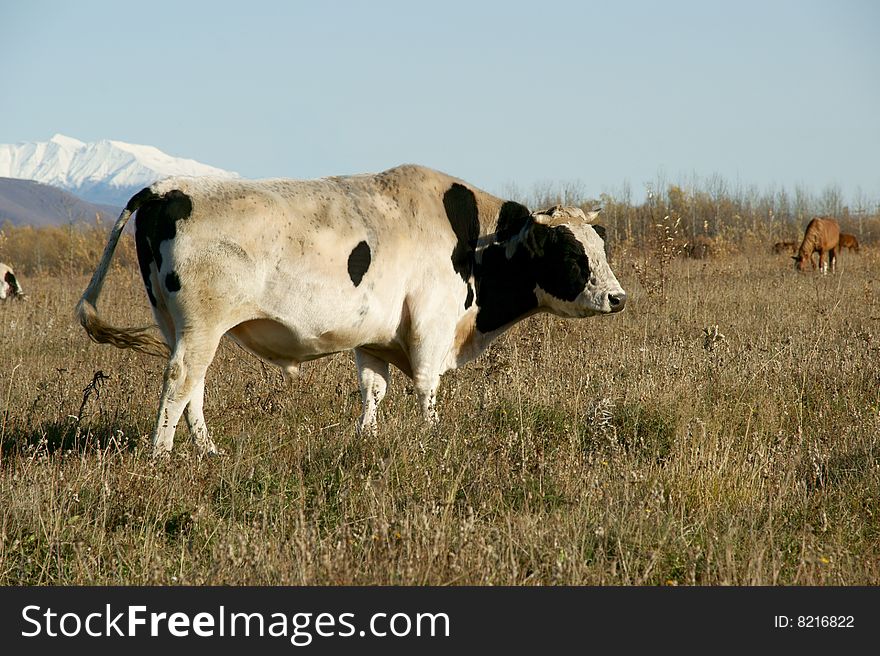 Enormous oxen on pasture on background of the mountains