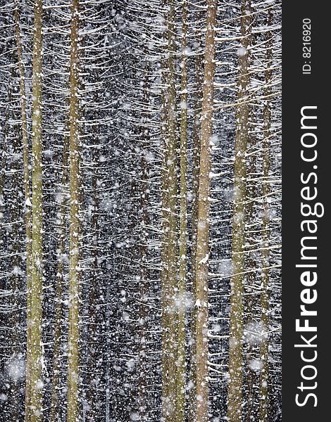 Conifer forest in winter snowfall. Trunks and sticks covered by snow with snowfall.Excellent for texture or background. Conifer forest in winter snowfall. Trunks and sticks covered by snow with snowfall.Excellent for texture or background.