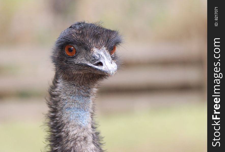 This is a emuï¼Œits eyes sparkleã€‚. This is a emuï¼Œits eyes sparkleã€‚