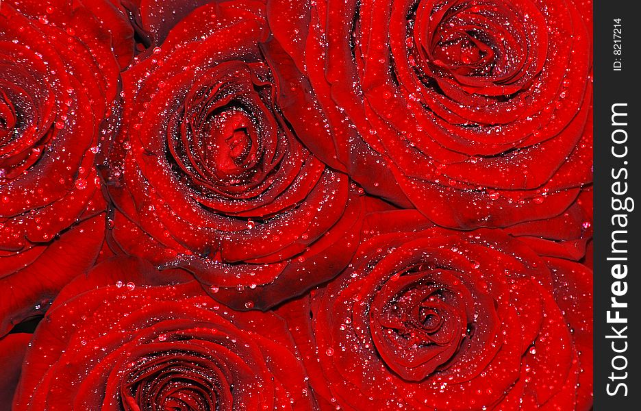 Beautiful wet red roses background