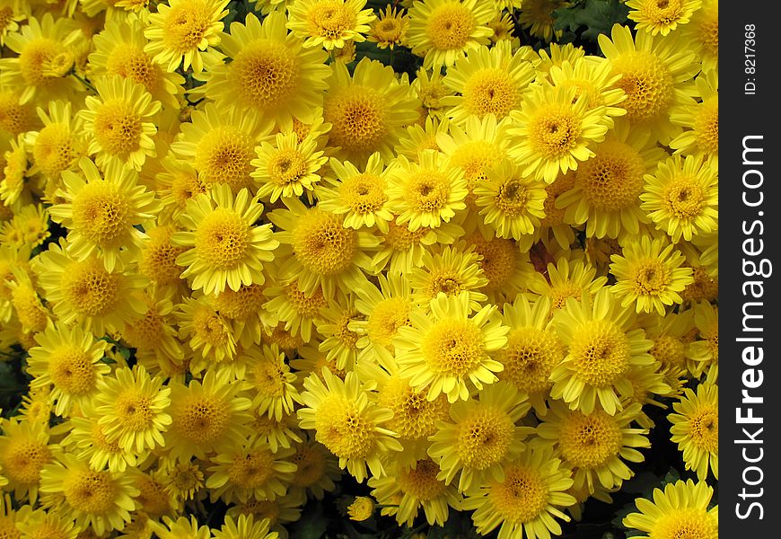 Chrysanthemums in a garden as background