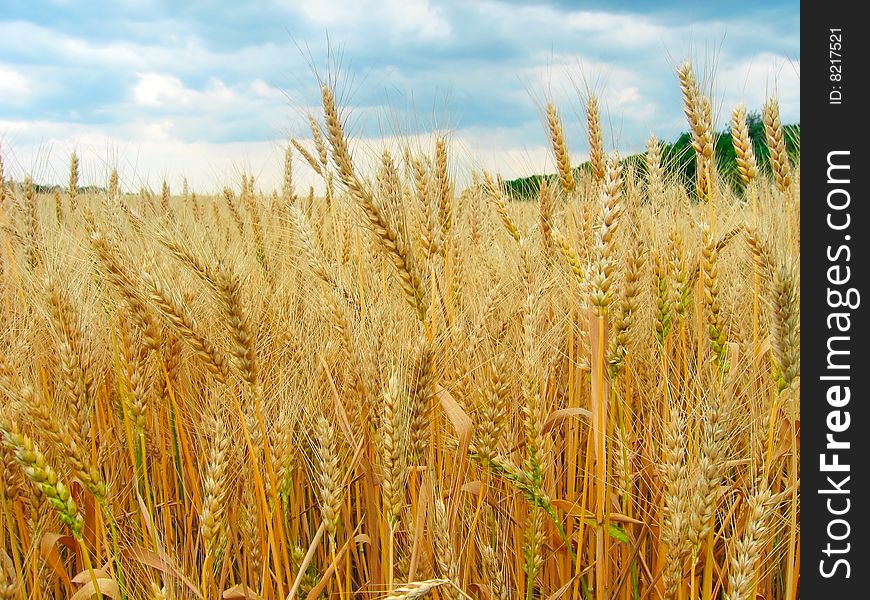 The view of the ripe ears (bright photography)