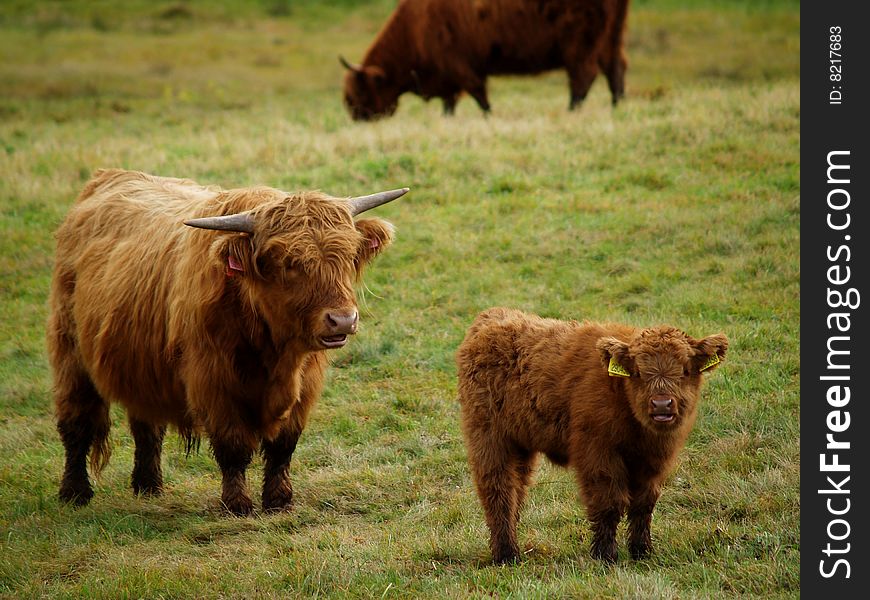 Scottish cows with long horns and thick fur