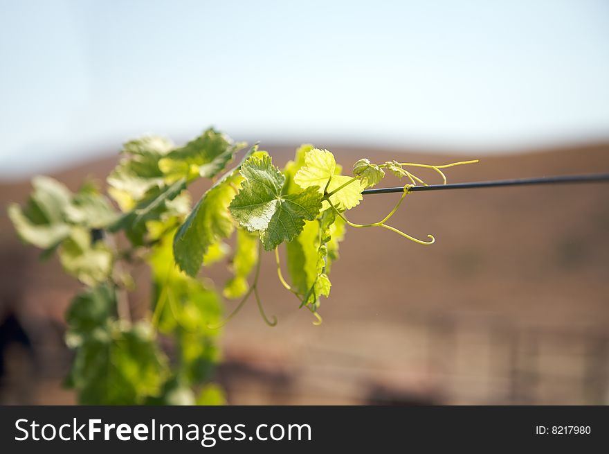 Grape leaf footer. Grapevine growth.