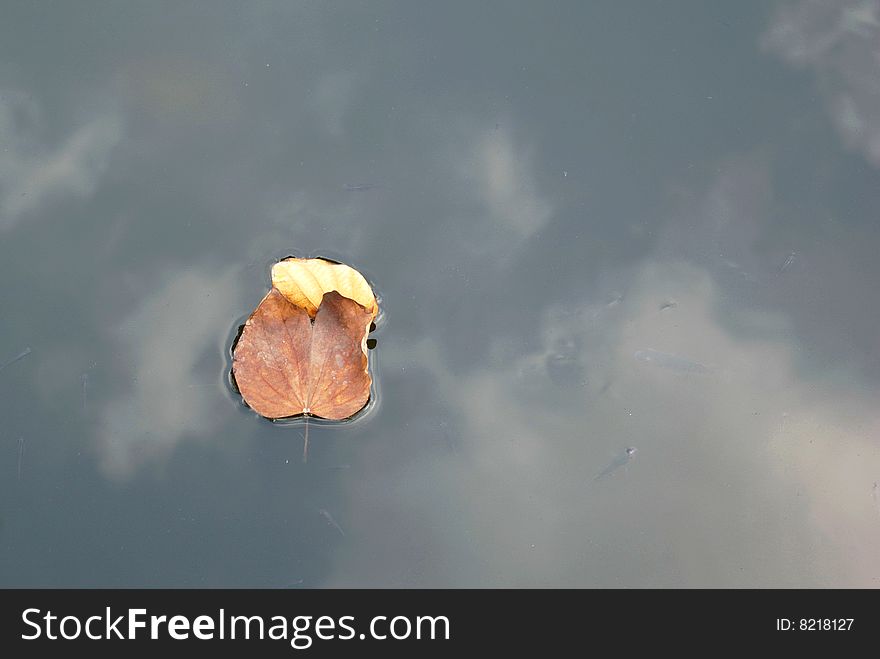 Two defoliations on water of a pond.