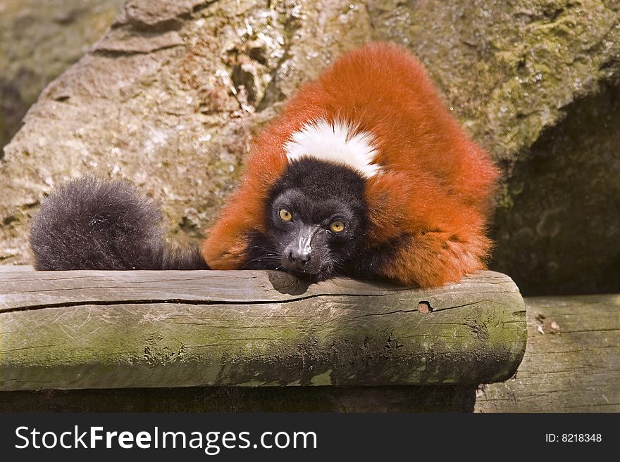 Red ruffed lemur sitting in the sun