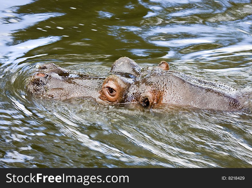 Large hippo swiming in water with eyes and snout showing. Large hippo swiming in water with eyes and snout showing