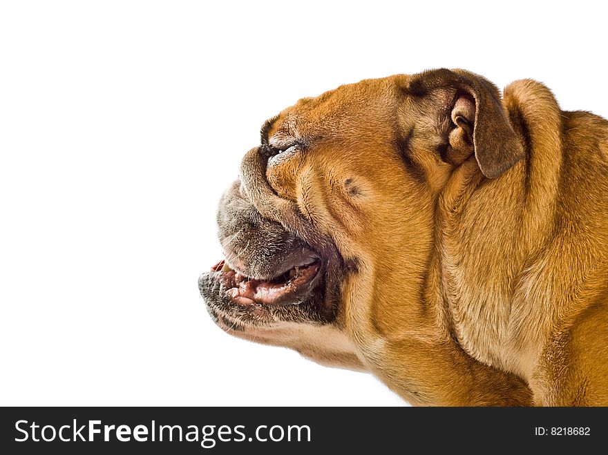 English bulldog isolated on white background