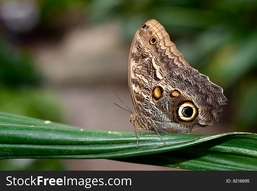 Close up of a beautiful  butterfly. Close up of a beautiful  butterfly