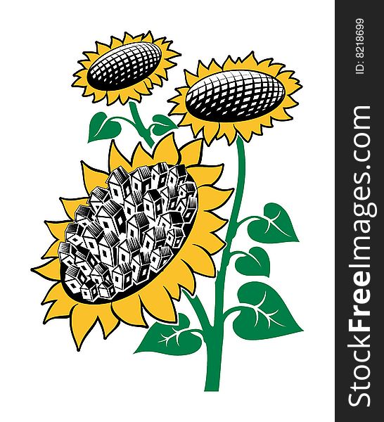 Sunflower on a white background created in the Adobe illustrator 8